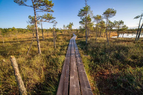 Houten Plank Promenade Moerasgebied Herfst Natuur — Stockfoto