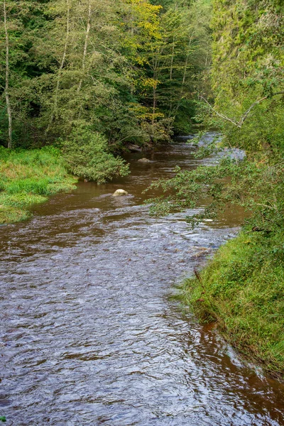 Rychlý Amata Řeka Zeleném Lese Amata Lotyšsku — Stock fotografie