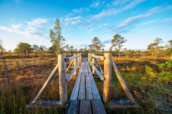 日当たりの良い自然の秋の沼エリアに木の板の遊歩道 — ストック写真