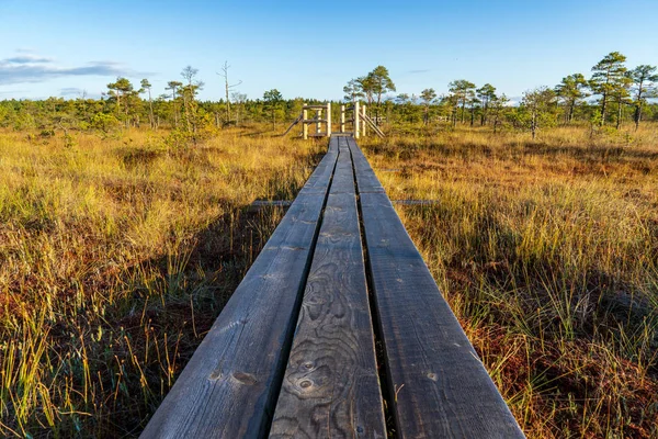 沼エリア秋の自然の中で木の板の遊歩道 — ストック写真