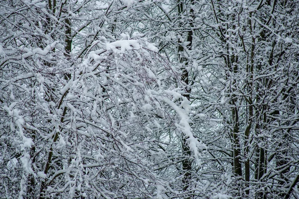 Fond Branches Gelées Couvertes Neige Hiver — Photo