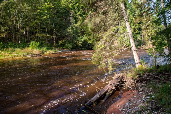 Snabb Amata Floden Gröna Skogen Amata Lettland — Stockfoto