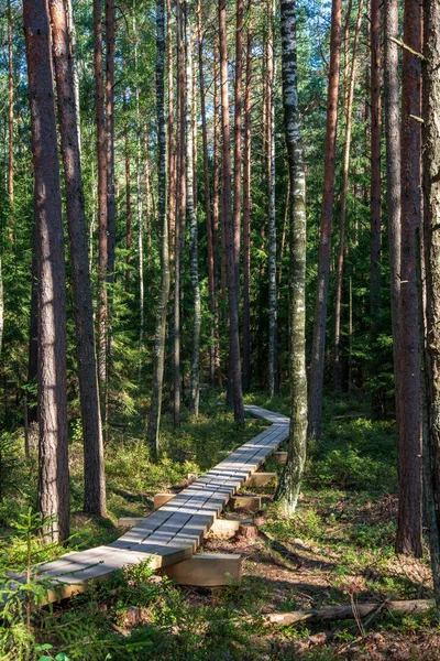 calm and peaceful pine tree forest with wooden plank path