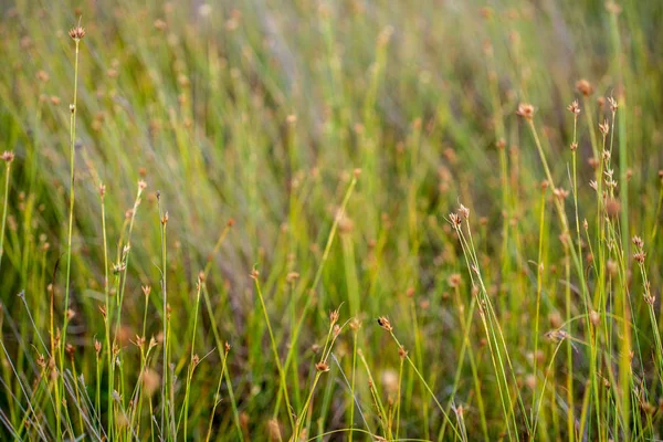 Nahaufnahme Der Sumpfvegetation Aus Nächster Nähe Mit Grasbüschen Und Laub — Stockfoto