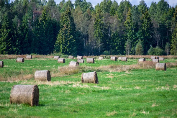 Rollos Heno Campo Verde Con Bosque Sobre Fondo Paisaje Rural —  Fotos de Stock