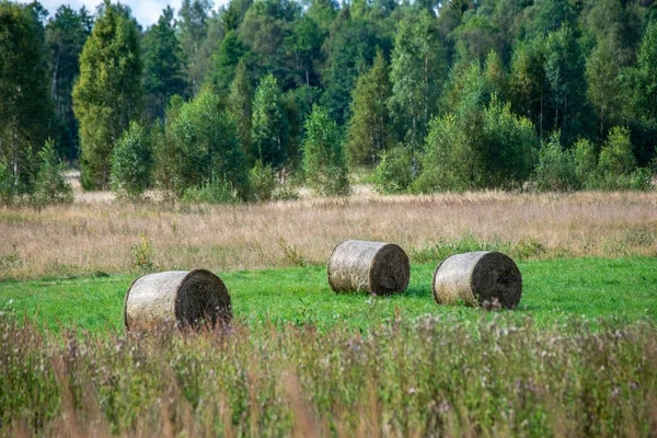 Rullar Grönt Fält Med Skog Bakgrunden Landsbygd Landskap Lettland — Stockfoto