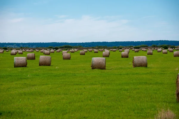 Rollos Heno Campo Verde Brillante Bajo Cielo Paisaje Rural Letonia —  Fotos de Stock