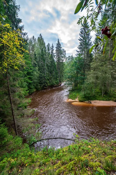 Snelle Amata Rivier Groen Bos Amata Letland — Stockfoto