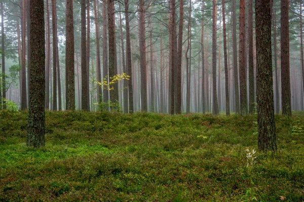 平静和宁静的松树林与绿草在雾中 — 图库照片