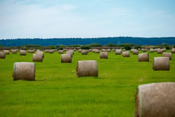 Rolos Feno Campo Verde Brilhante Abaixo Céu Paisagem Rural Letónia — Fotografia de Stock