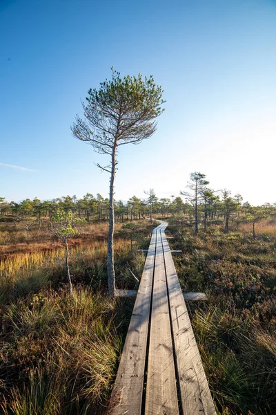 Promenade Planches Bois Dans Les Marécages Automne Nature — Photo