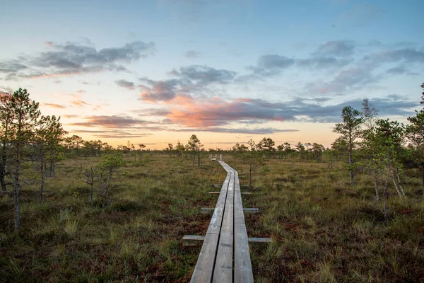 Houten Plank Promenade Moerasgebied Het Najaar Zonnige Natuur — Stockfoto