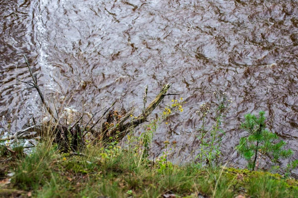 Snabb Amata Floden Gröna Skogen Amata Lettland — Stockfoto