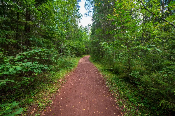 Touristischer Wanderweg Grünen Sommerwald Mit Grünem Laub — Stockfoto