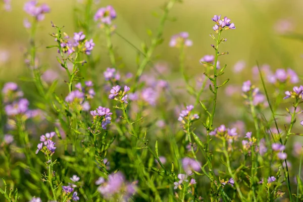 Primer Plano Vegetación Floreciente Del Pantano Sobre Fondo Borroso — Foto de Stock