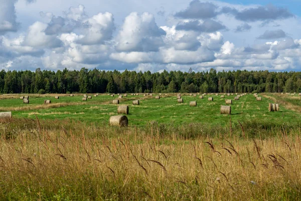 在绿色的田野与森林的背景下的干草卷 拉脱维亚的乡村风光 — 图库照片