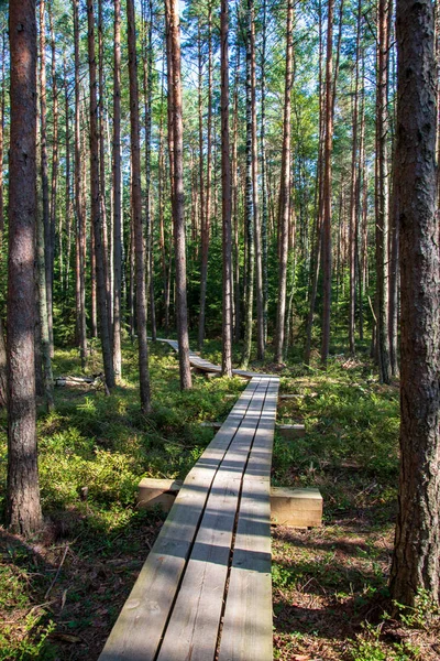 Calm Peaceful Pine Tree Forest Wooden Plank Path — Stock Photo, Image