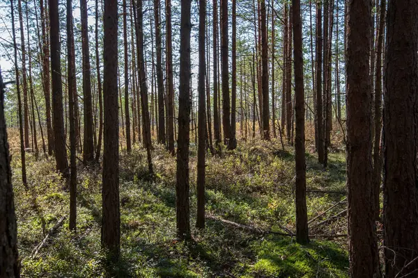 Ruhiger Und Friedlicher Kiefernwald Mit Grünem Gras — Stockfoto