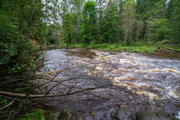 Szybko Nad Rzeką Amata Zielonym Lesie Amata Łotwa — Zdjęcie stockowe