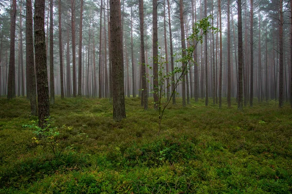 Lugn Och Fridfull Pinjeskog Med Grönt Gräs Dimma — Stockfoto