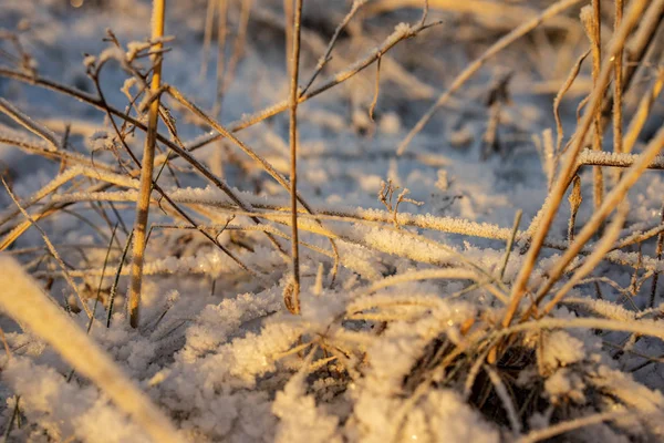 Fondo Hierba Cubierta Nieve Congelada Invierno — Foto de Stock