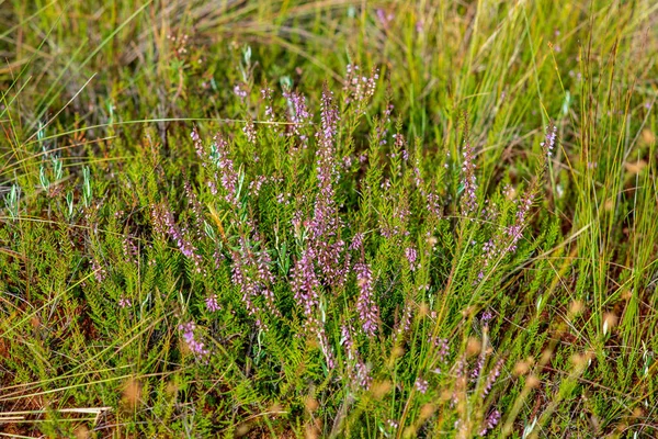 Nahaufnahme Der Sumpfvegetation Aus Nächster Nähe Mit Grasbüschen Und Laub — Stockfoto