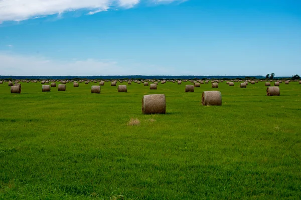 Rolls Hay Bright Green Field Sky Countryside Scenenery Latvia — Stock Photo, Image