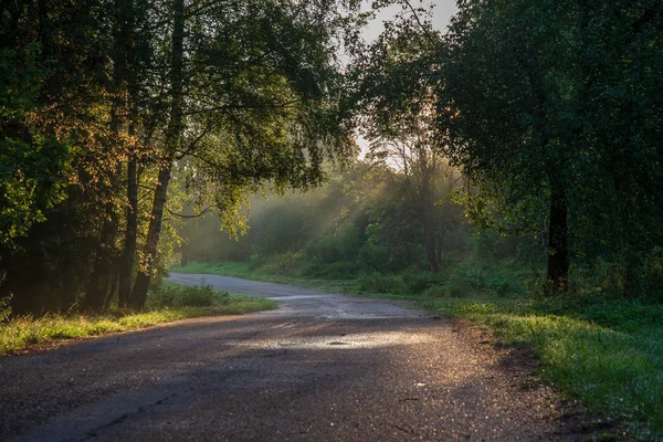 Beautiful Morning Sunlight Shining Trees Road Countryside — Stock Photo, Image