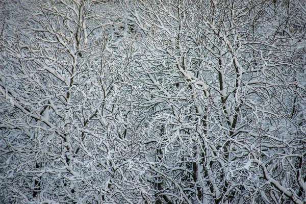 Hintergrund Gefrorener Schneebedeckter Äste Winter — Stockfoto