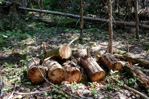 Pilha Toras Madeira Recém Cortadas Floresta — Fotografia de Stock