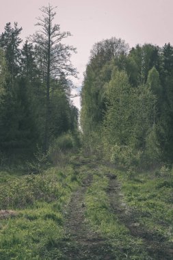 taze yeşillik ile yeşil yaz kırsalında yol