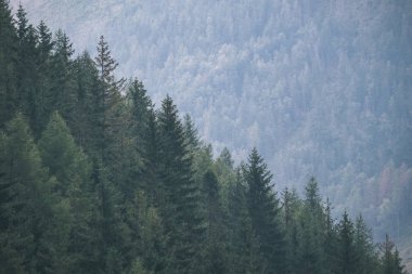herdem yeşil çam ormanda mountains, Slovakya için yamaçlarında