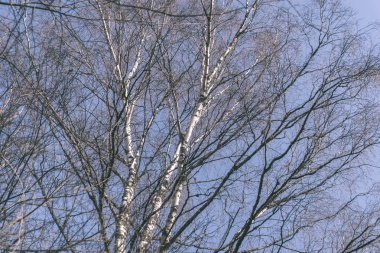 mavi gökyüzü karşı çıplak huş ağacı