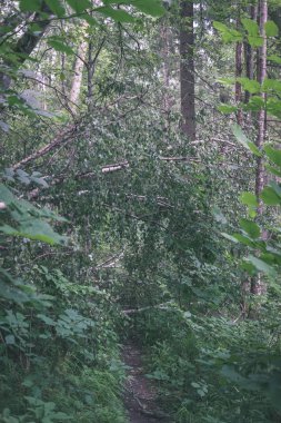 gün ışığında yeşil yaz ormandaki ağaç altındaki çalılık