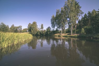 sakin nehir orman ormanlarda yaz gün içine su seviyesi