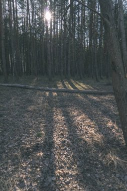 Kuru ağaç gövdeleri güneşli ormandaki arka plan