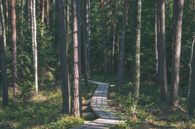 sakin ve huzurlu çam ağacı orman yeşil çim ile