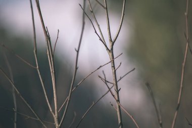 arka plan arka plan bulanık geç sonbaharda çıplak ağaç dalı