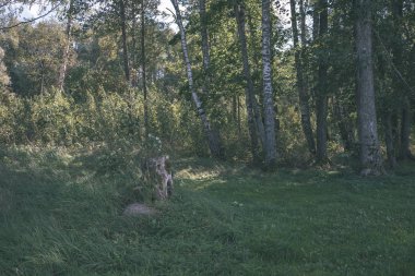kırsal bölgede büyüyen huş ağaçlarının Grove