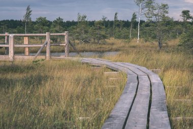 Ahşap tahta boardwalk perspektif sonbaharda bataklık bölgede