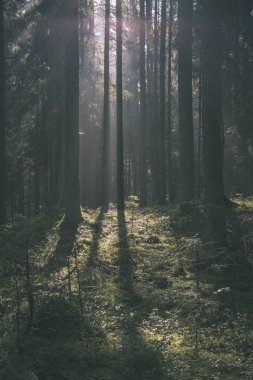 sabah güneş ışığı yaz ormandaki ağaçlar parlıyor