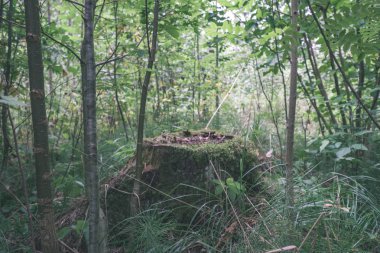 yeşil yaz ormandaki ağaç karter
