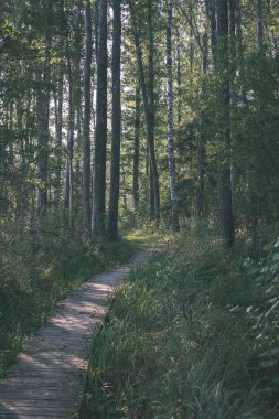 Ahşap tahta boardwalk perspektif sonbaharda bataklık bölgede