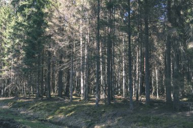 Kuru ağaç gövdeleri güneşli ormandaki arka plan