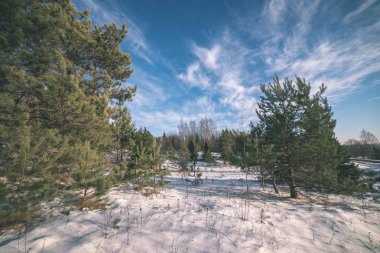 Letonya kar kırsal peyzaj alanları ve ağaçları ile kaplı