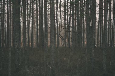 ormandaki çam ağacı kamyon arka plan