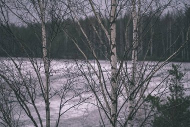 çıplak huş ağaçları kış kırsal kesimde