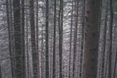 çam ağacı mayo ormandaki arka plan