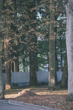 ağaçlar ve güneşli Park yeşil yeşillik