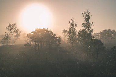Sisli bataklık bataklık alan parlak gündoğumu